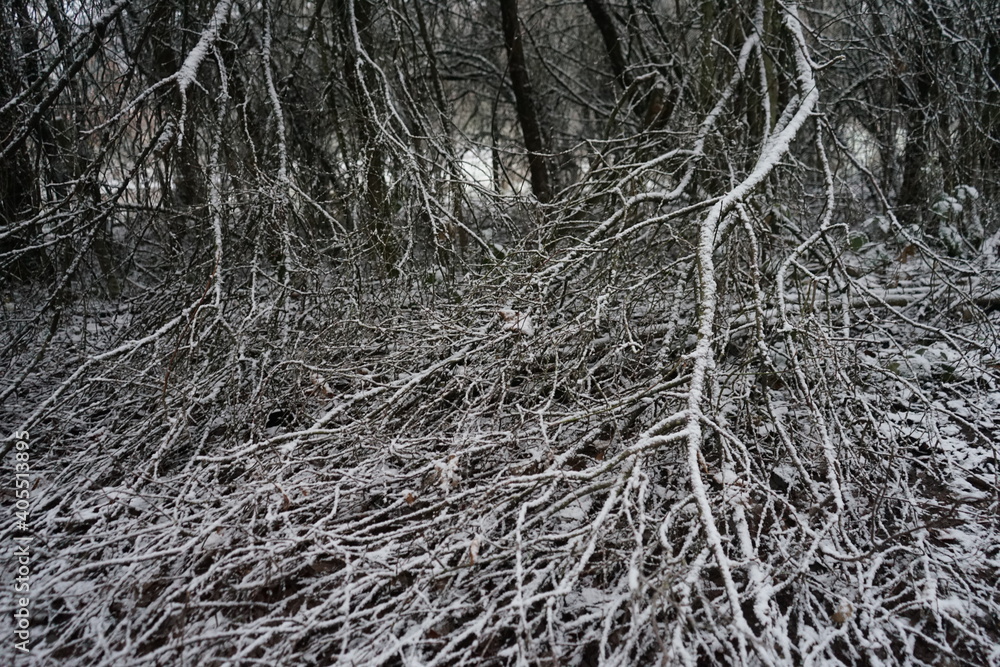 snow covered branches snow covered branches