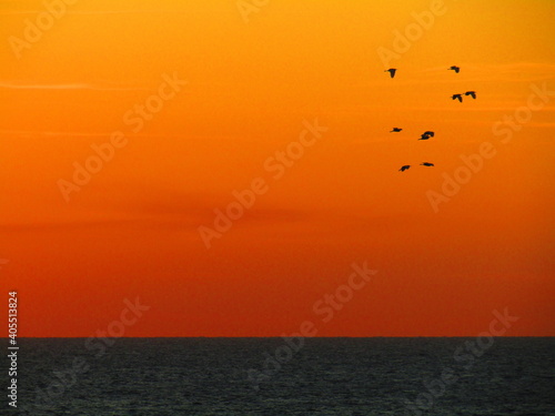 pajaros volando durante el atardecer color naranja © Andrea