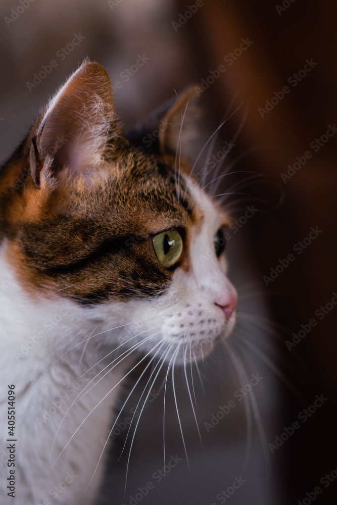 close-up of adult tricolor cat resting relax cordoba argentina