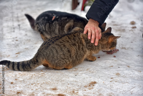 Wall Mural stray cats eat outside in the snow in winter