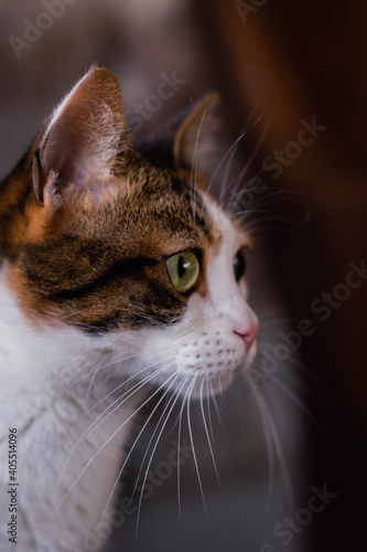 close-up of adult tricolor cat resting relax cordoba argentina