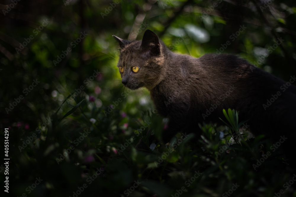 black cat in the blossoming woods black cat in the blossoming woods