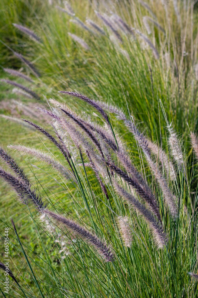 Pampas field grass duster called pampa grass in rods Corteria Sealana for decoration Cordoba Argentina Pampas field grass duster called pampa grass in rods Corteria Sealana for decoration Cordoba Argentina
