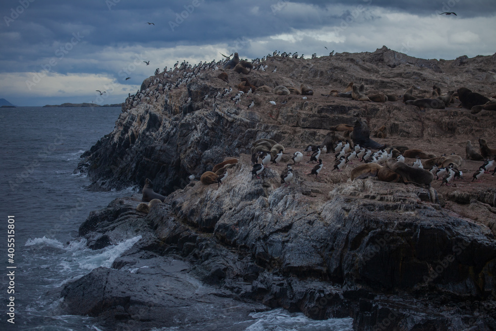 Penguins and Seals Rookery at Tierra del Fuego Province
