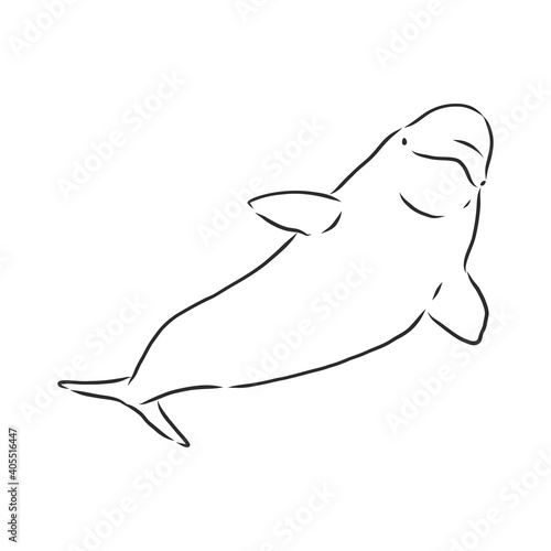 Fotografering Hand drawn vector beluga whale