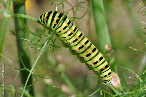 Swallowtail caterpillar on a fennel plant © Heliosphile