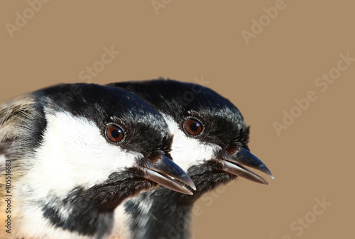 Oversized portraits of two small coal tit seated side by side on blurred brown background