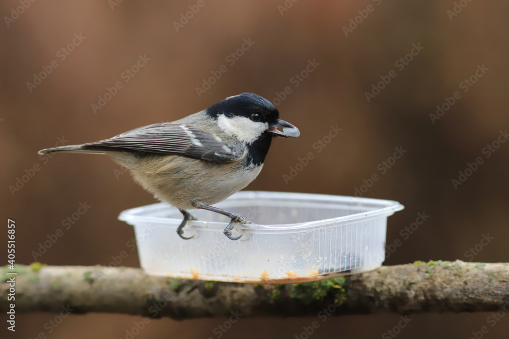 Naklejka premium Small coal tit with a seed in its beak sits on an empty feeder ...