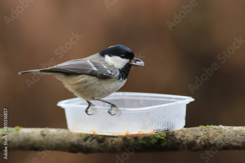 Small coal tit with a seed in its beak sits on an empty feeder ...