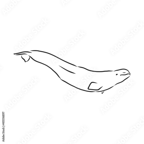 Hand drawn vector beluga whale. Sketch engraving illustration of whale. beluga whale vector sketch illustration