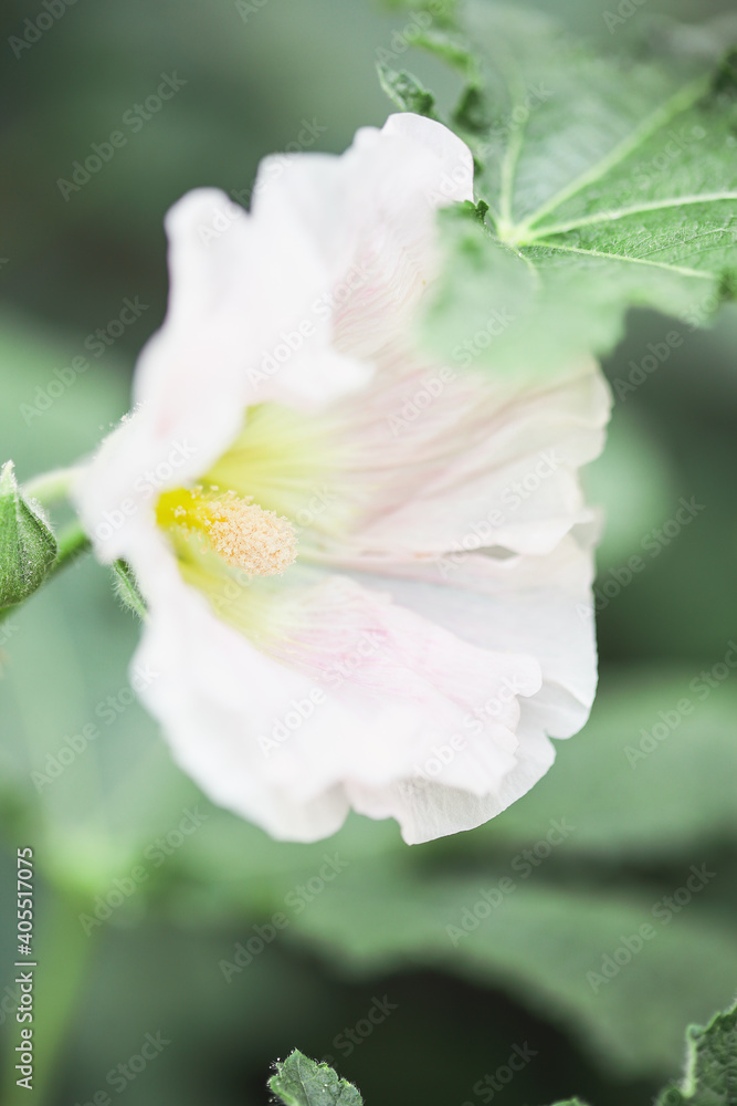 Obraz premium Abstract of a beautiful old fashioned soft pink Hollyhock, Althaea rosea (Alcea rosea). Selective focus with extreme shallow depth of field and a blurred background.