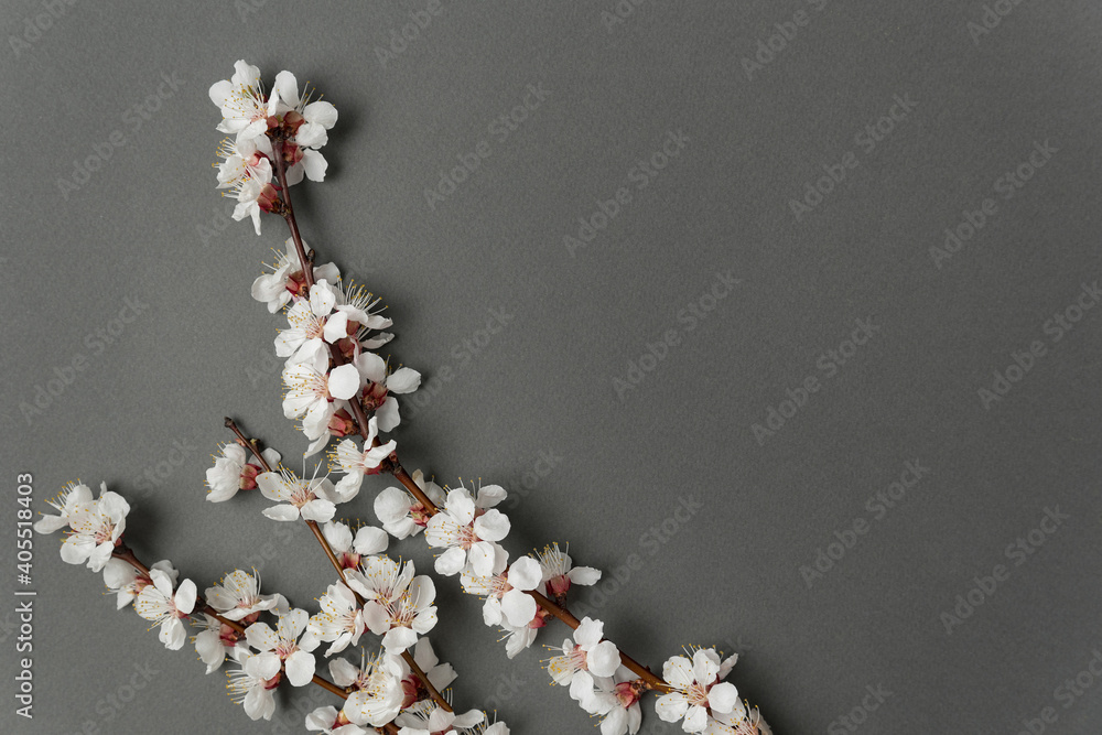 Spring branches in blossom on gray background. White flowers. Backdrop. Copy space Spring branches in blossom on gray background. White flowers. Backdrop. Copy space