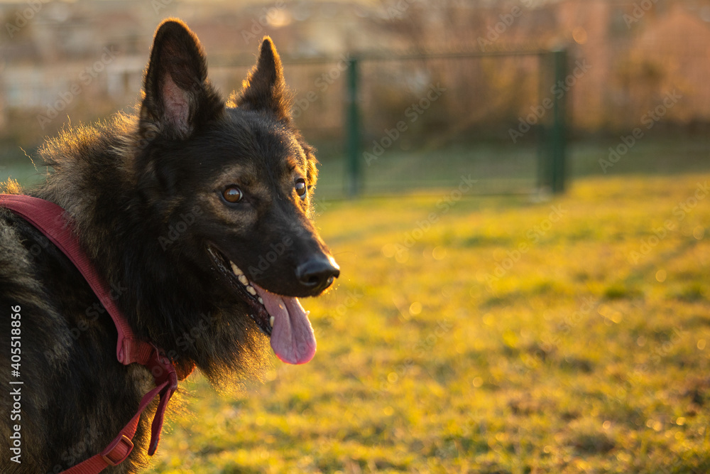 german shepherd dog in the park german shepherd dog in the park