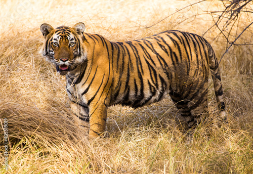 Bengal tiger in Ranthambore