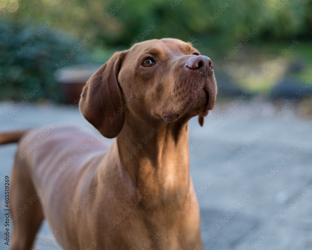 Hungarian Vizsla dog posing for a photograph 
