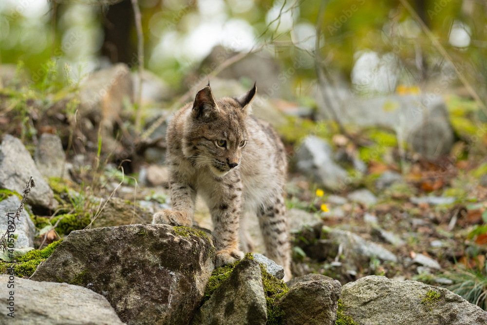 Obraz premium Lynx in green forest with tree trunk. Wildlife scene from nature. Playing Eurasian lynx, animal behaviour in habitat. Wild cat from Germany. Wild Bobcat between the trees