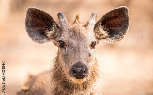 Wallpaper Mural Sambar deer in Ranthambore Torontodigital.ca