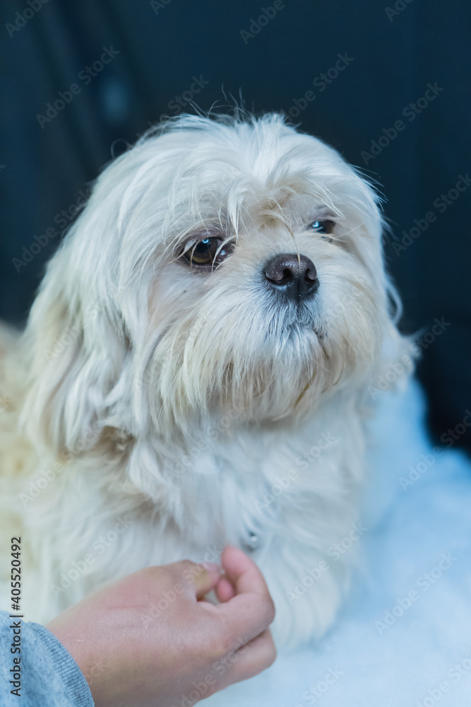 Little dog posing for photographs. Little dog posing for photographs.