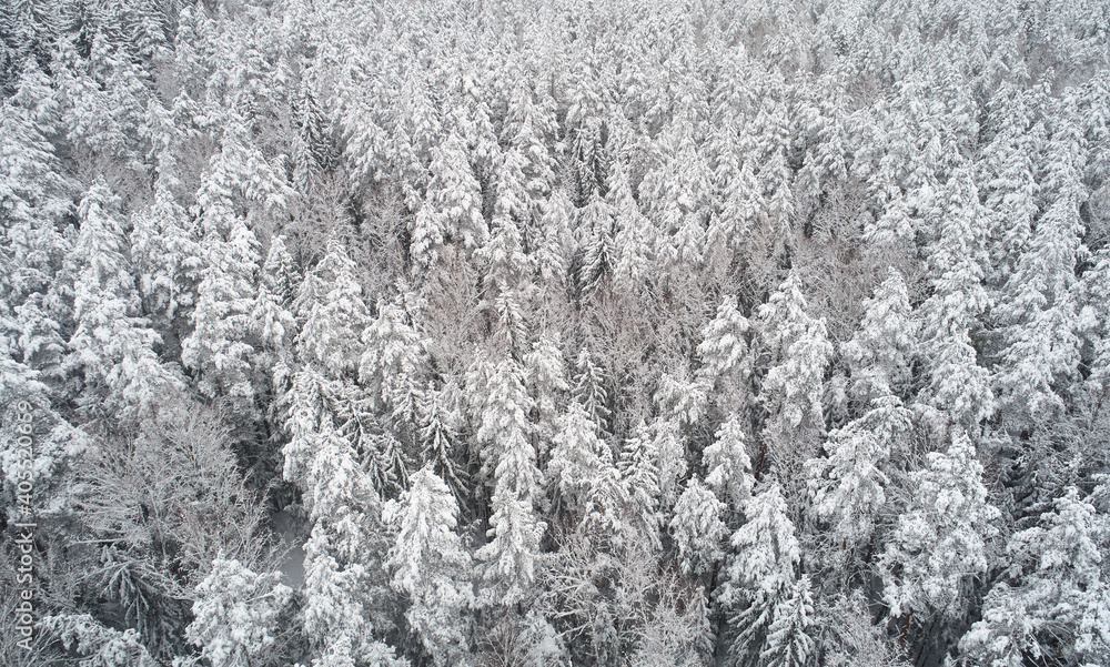Winter forest background Winter forest background