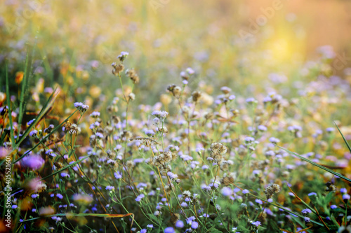lavender field in spring © Tongsai Tongjan