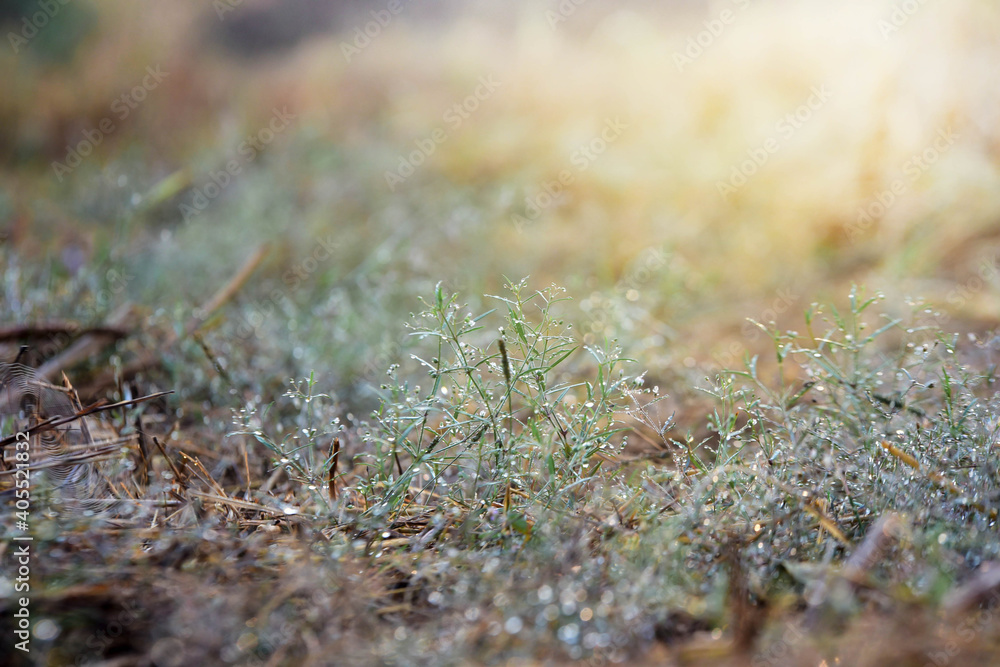 close up of moss on the ground close up of moss on the ground