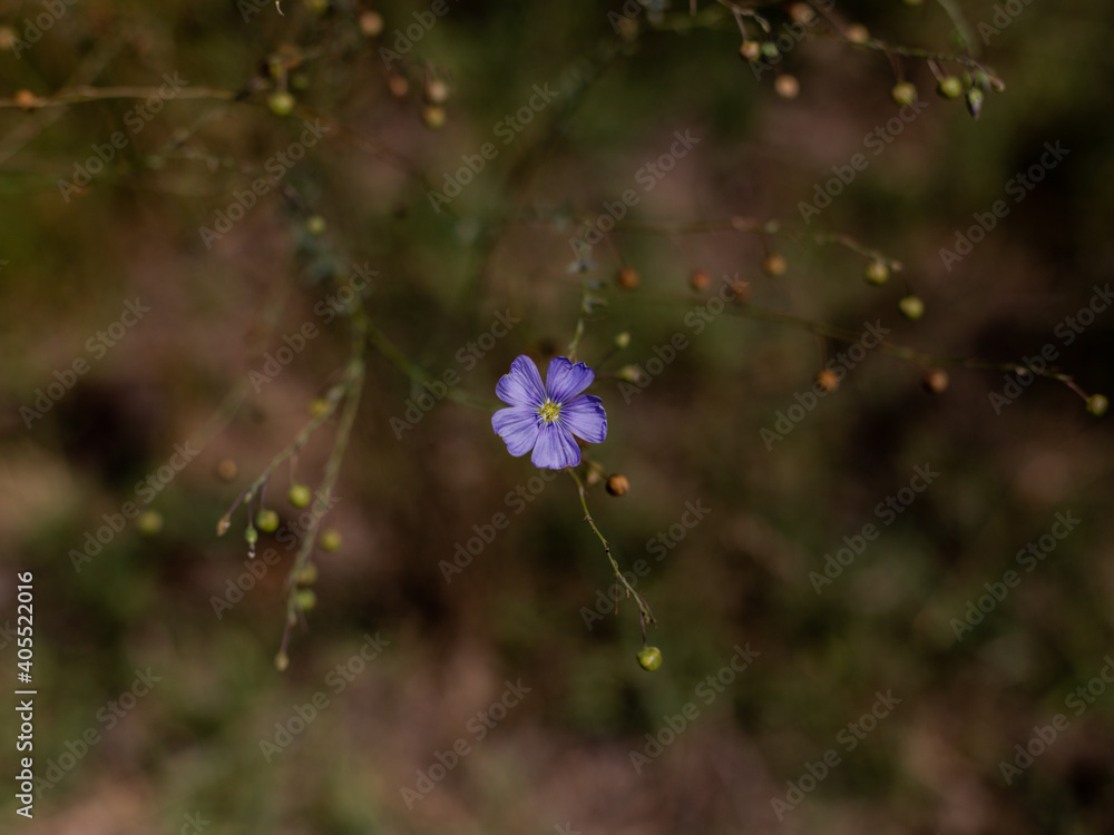 blue flower in nature