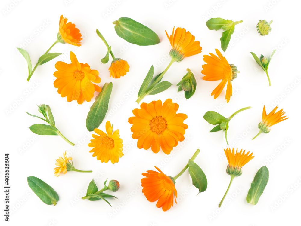 Calendula. Marigold flower isolated on white background with copy space for your text. Calendula. Marigold flower isolated on white background with copy space for your text.