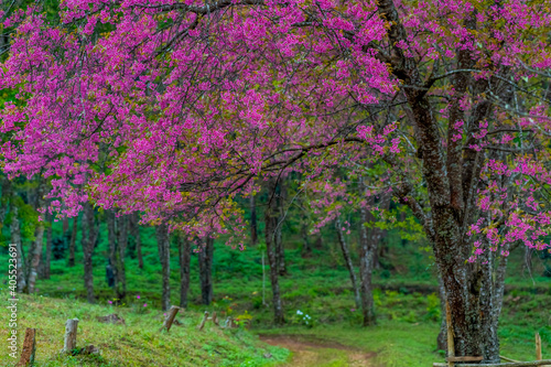 Full pink cherry blossom on spring in the morning at north of Thailand, Place name Khun Wang located at Chiang Mai province.