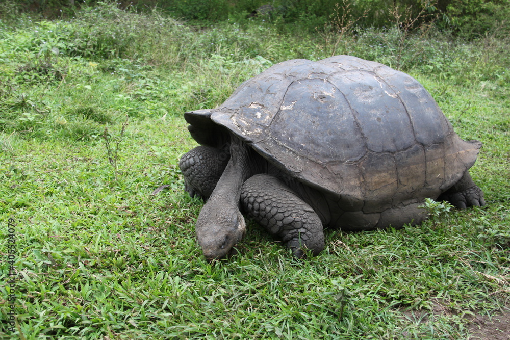 Giant tortoise of the Galapagos Islands Giant tortoise of the Galapagos Islands