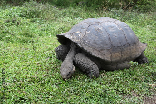 Giant tortoise of the Galapagos Islands