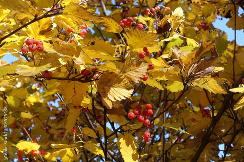 Bright autumnal foliage and red berries of Sorbus aria in mid October