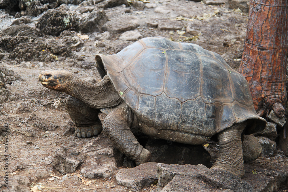 Giant tortoise of the Galapagos Islands Giant tortoise of the Galapagos Islands