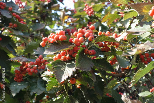 Close view of berries of Sorbus aria in September photo