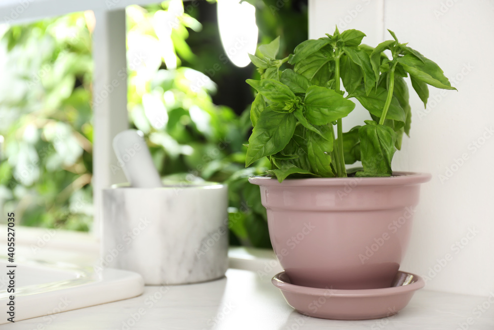 Fresh green basil in pot on countertop in kitchen. Space for text Fresh green basil in pot on countertop in kitchen. Space for text