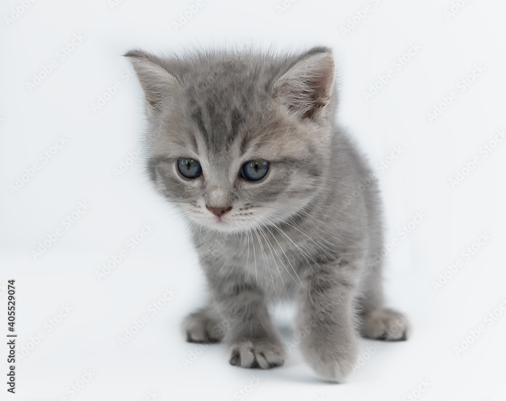 Cute gray kitten. British breed.