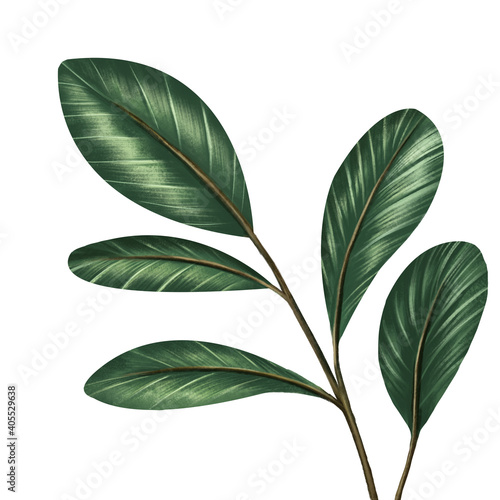 Green leaves illustration style. On white background. For decorate your design with template. Create by digital painting .