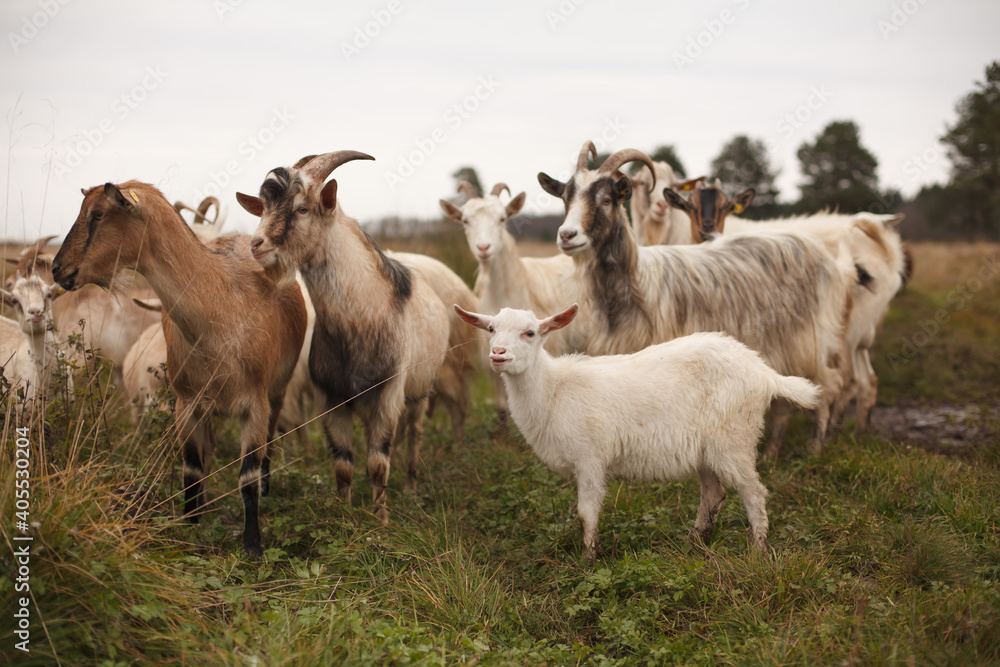 Obraz premium Goats and goatling stand on a field. Autumn landscape. Cloudy weather.