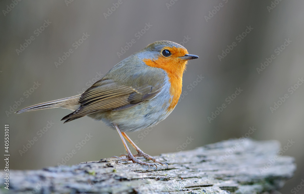 Adult European robin (erithacus rubecula) posing on an old stock with sweet dusk light Adult European robin (erithacus rubecula) posing on an old stock with sweet dusk light