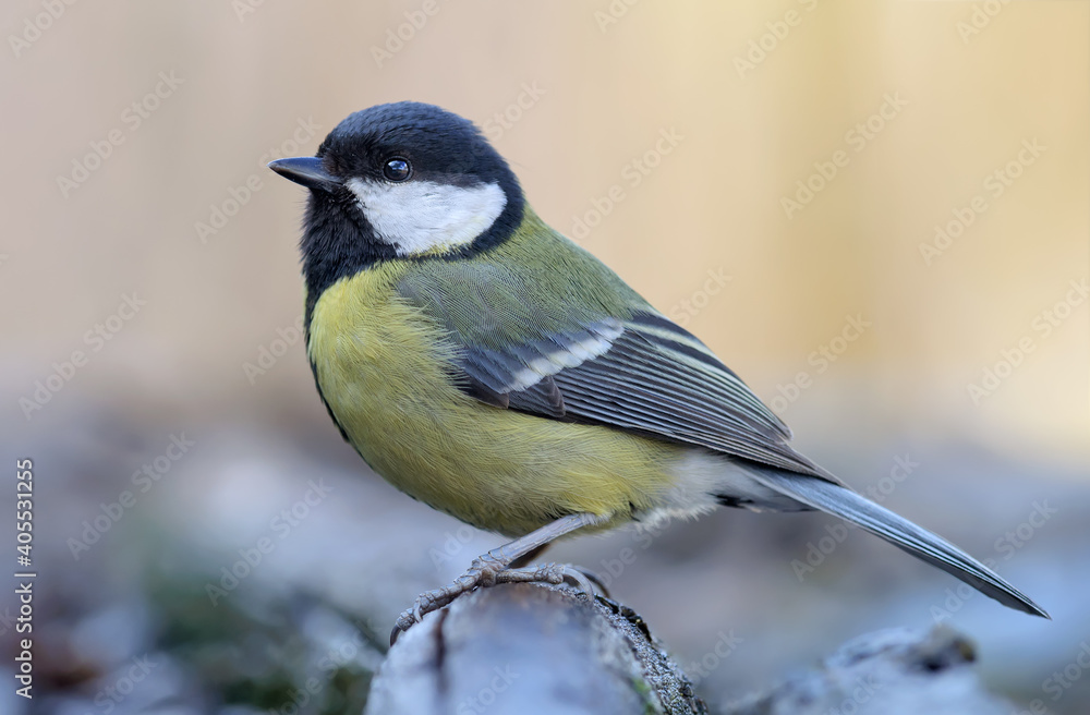 Obraz premium Adult female Great tit (parus major) perched on top of thick old branch in dull gray weather with clean background