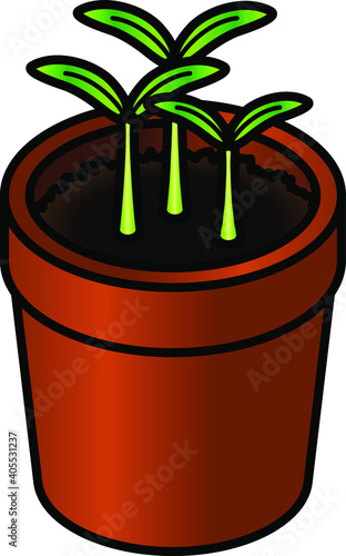 Seedlings in a terracotta pot.