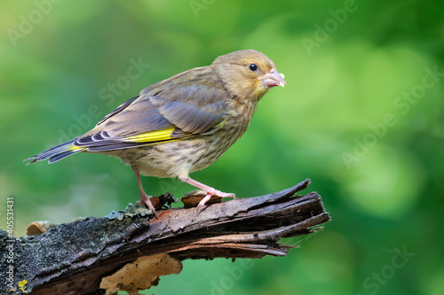 Young European Greenfinch (Chloris chloris) sitting on dry old looking branch with clean green background