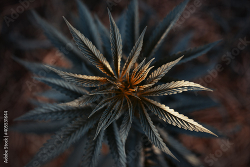 cannabis plant background, black leaf hemp