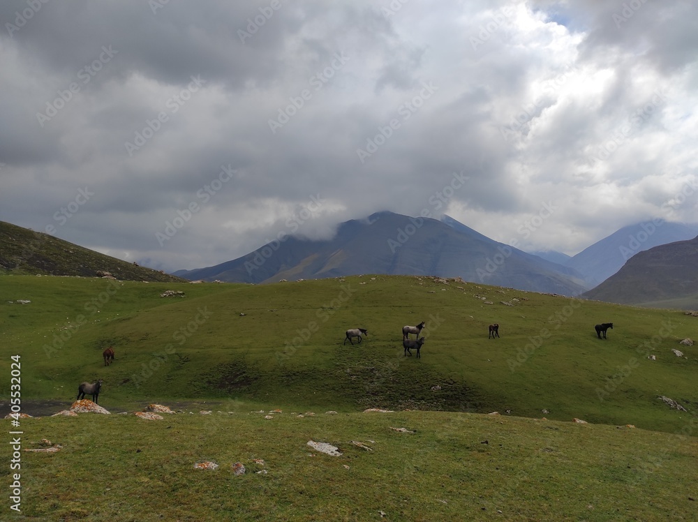 Horses walking on the green field among the mountains under cloudy sky shot in Azerbaijan