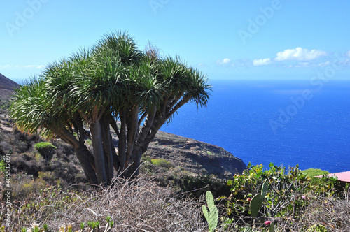  Kanarische Drachenbaum (Dracaena draco) auf Lavagestein, Insel La Palma, Kanaren, Spanien, Europa