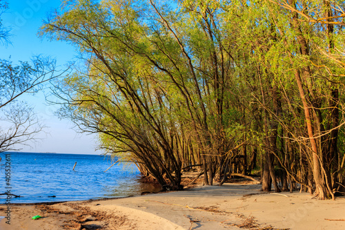 Fototapeta Naklejka Na Ścianę i Meble -  Willow trees on the shore of a lake
