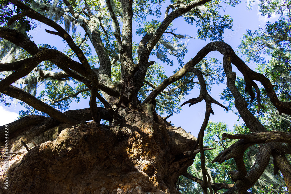 ancient tree in the park with exposed roots ancient tree in the park with exposed roots