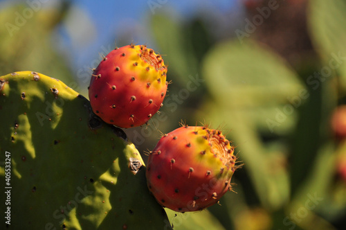 Opuntie mit Früchte, Kaktusfrüchte (Opuntia) Kanaren, Spanien, Europa