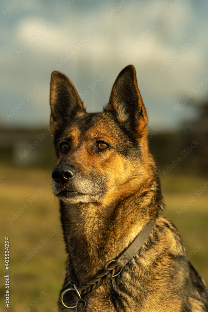 Schäferhund Schäferhund