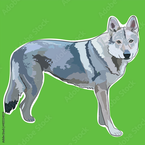 lobo