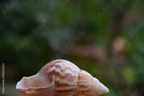 Conchiglia a spirale con sfondo sfocato